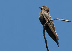 White-headed Saw-wing