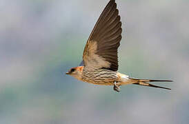 Greater Striped Swallow