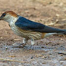 Hirondelle à tête rousse