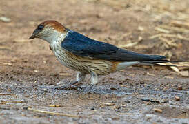 Greater Striped Swallow