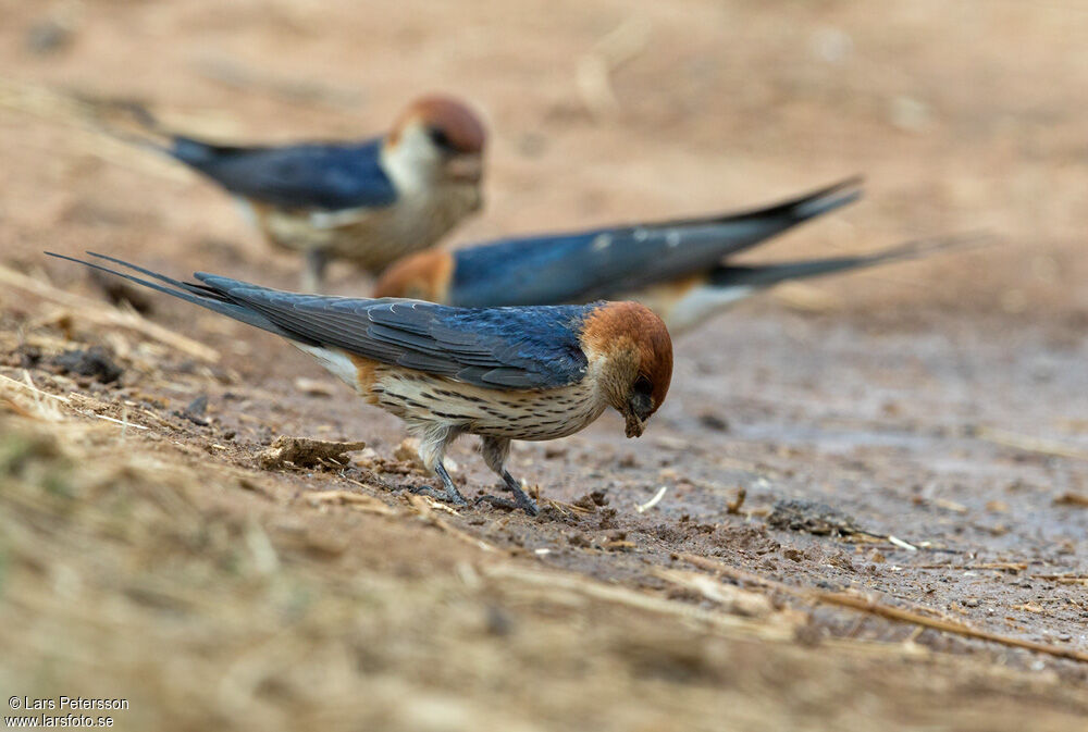 Greater Striped Swallow