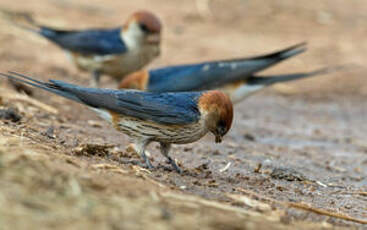 Hirondelle à tête rousse