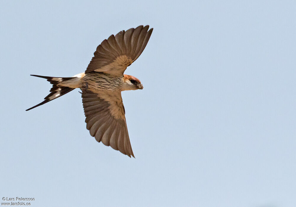 Hirondelle à tête rousse