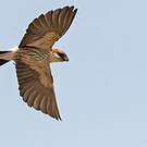 Hirondelle à tête rousse