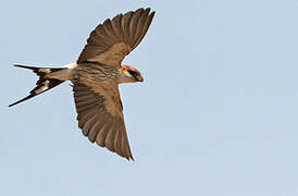 Greater Striped Swallow