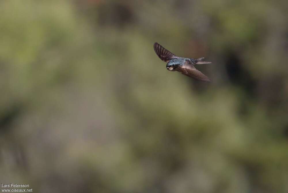 Hirondelle à ventre brunadulte, Vol