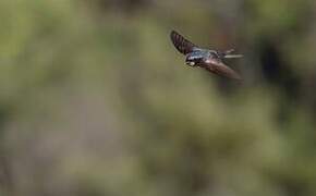 Brown-bellied Swallow