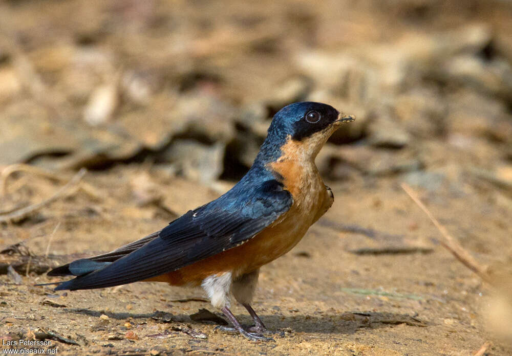 Hirondelle à ventre rouxadulte, identification