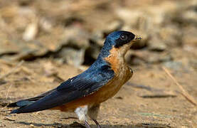 Red-breasted Swallow