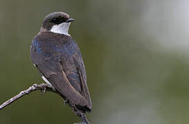 Tree Swallow