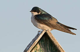 Tree Swallow