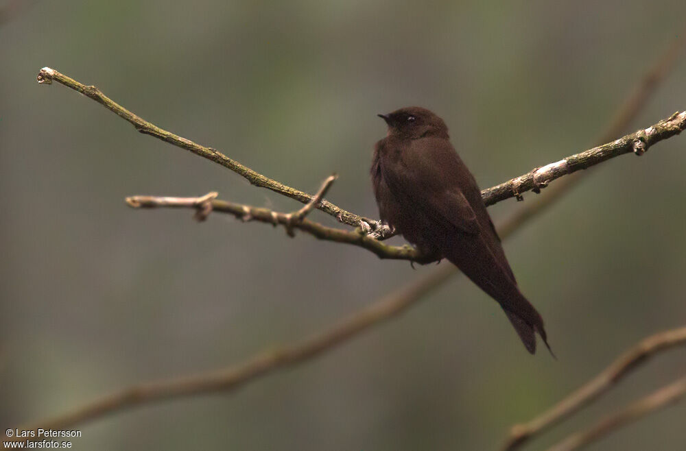 Mountain Saw-wing