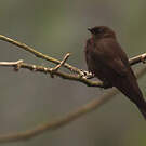 Hirondelle brune