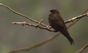 Mountain Saw-wing