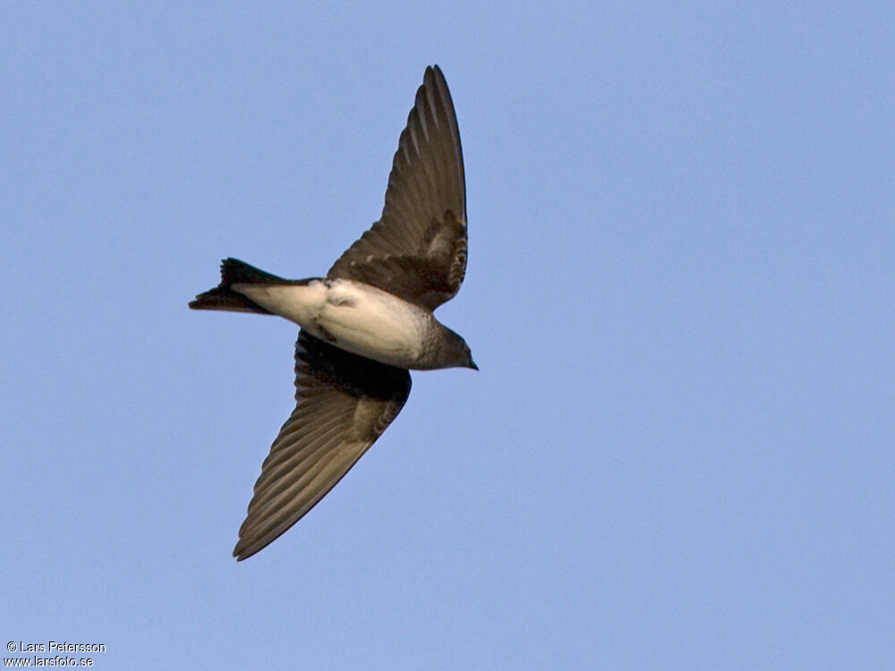 Grey-breasted Martin