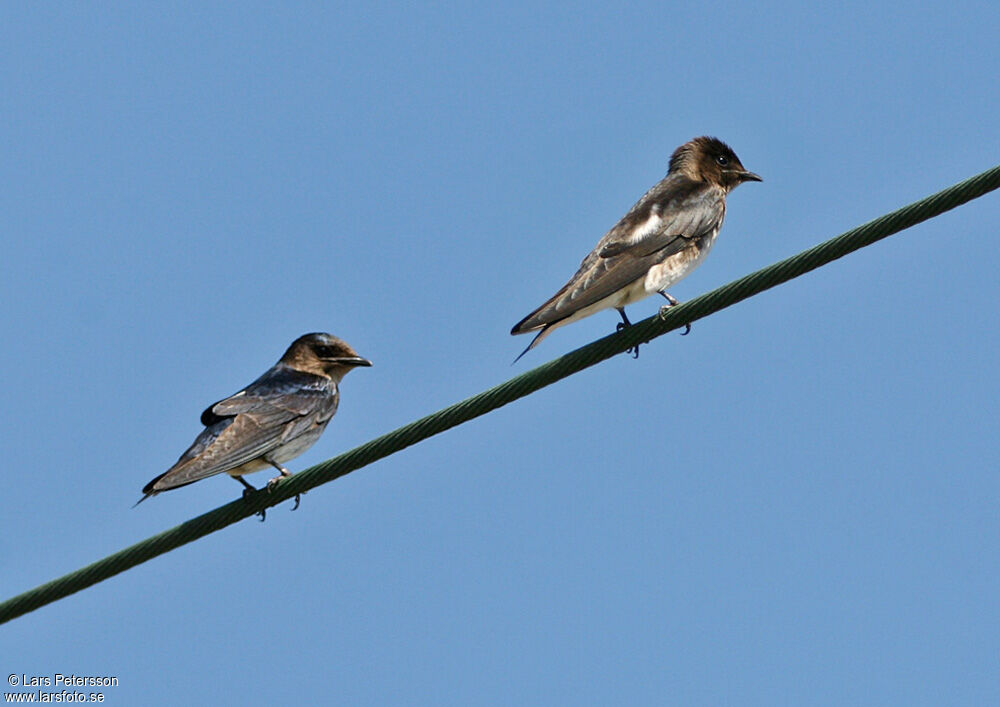 Grey-breasted Martin