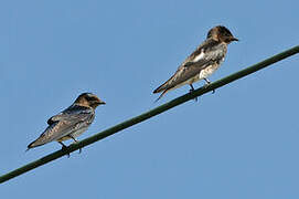 Grey-breasted Martin