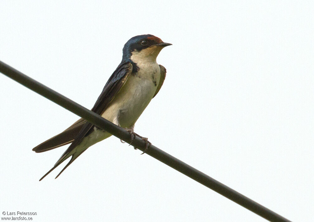 Ethiopian Swallow