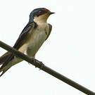 Hirondelle d'Éthiopie