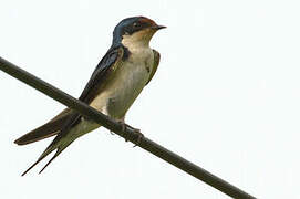 Ethiopian Swallow