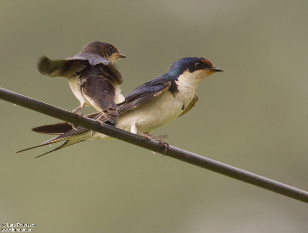 Hirondelle d'Éthiopie