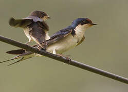 Ethiopian Swallow