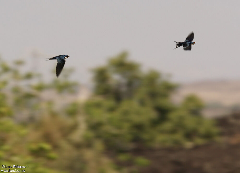 Ethiopian Swallow