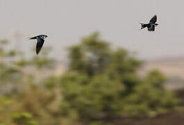 Ethiopian Swallow