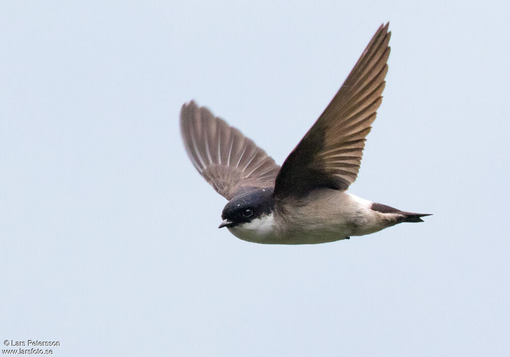 Asian House Martin