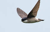 Hirondelle de Bonaparte