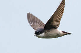 Asian House Martin