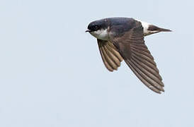 Asian House Martin