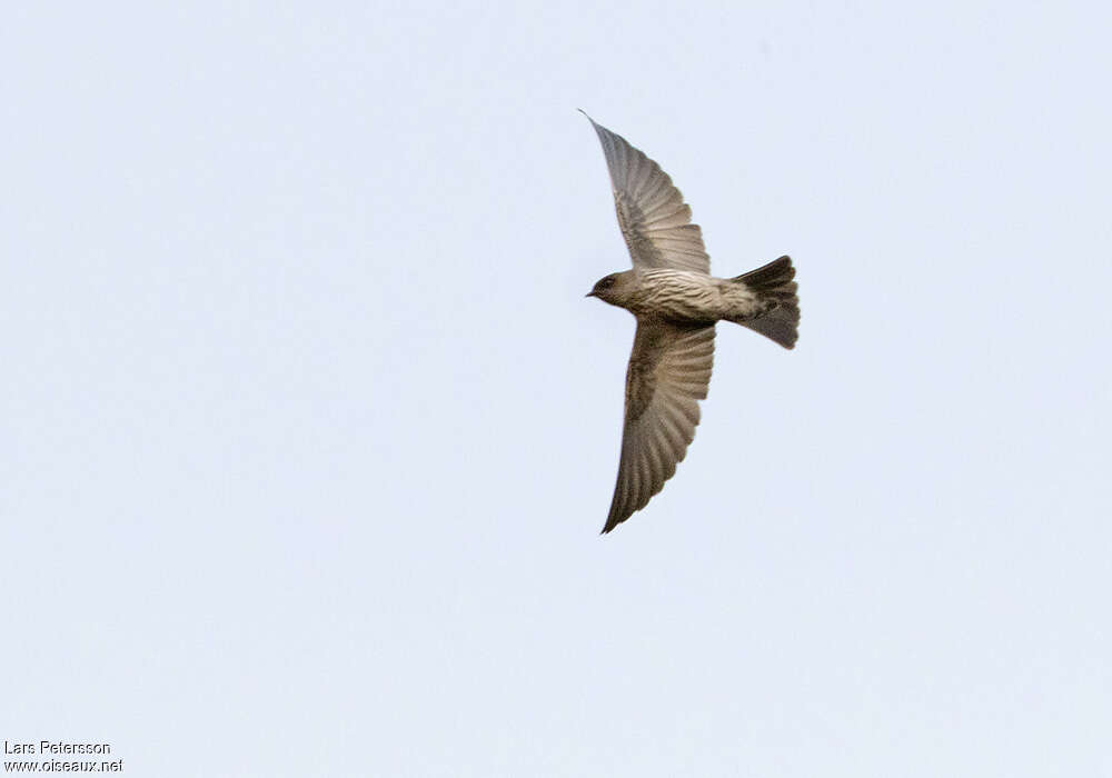 Brazza's Martin, Flight