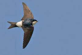 Common House Martin