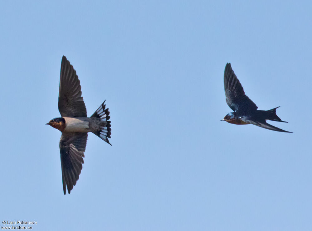 Hirondelle de l'Angola