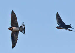 Angolan Swallow