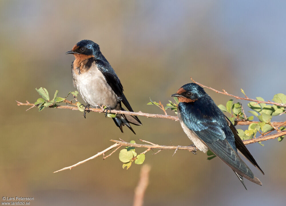 Angolan Swallow