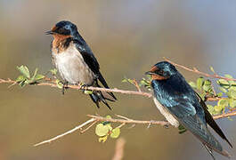 Angolan Swallow