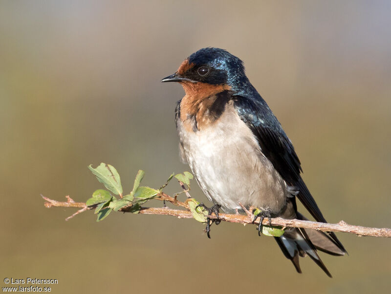 Angola Swallow