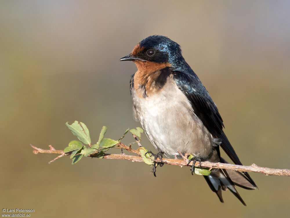 Hirondelle de l'Angola