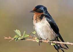 Angolan Swallow