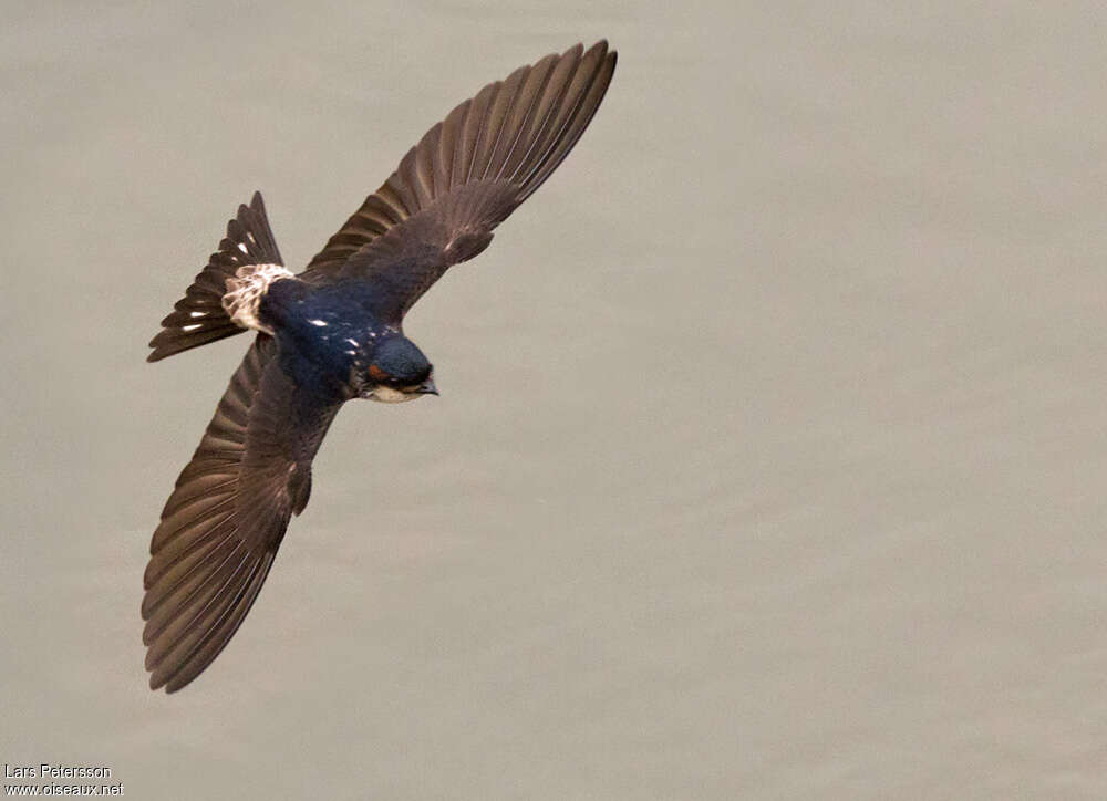 Preuss's Cliff Swallowadult, pigmentation, Flight