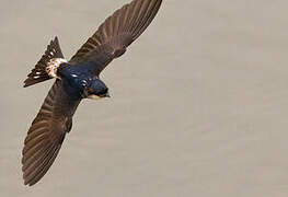 Preuss's Cliff Swallow