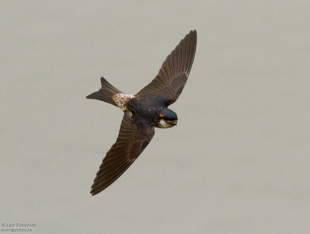 Preuss's Cliff Swallow