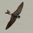 Hirondelle de Preuss