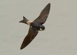 Preuss's Cliff Swallow