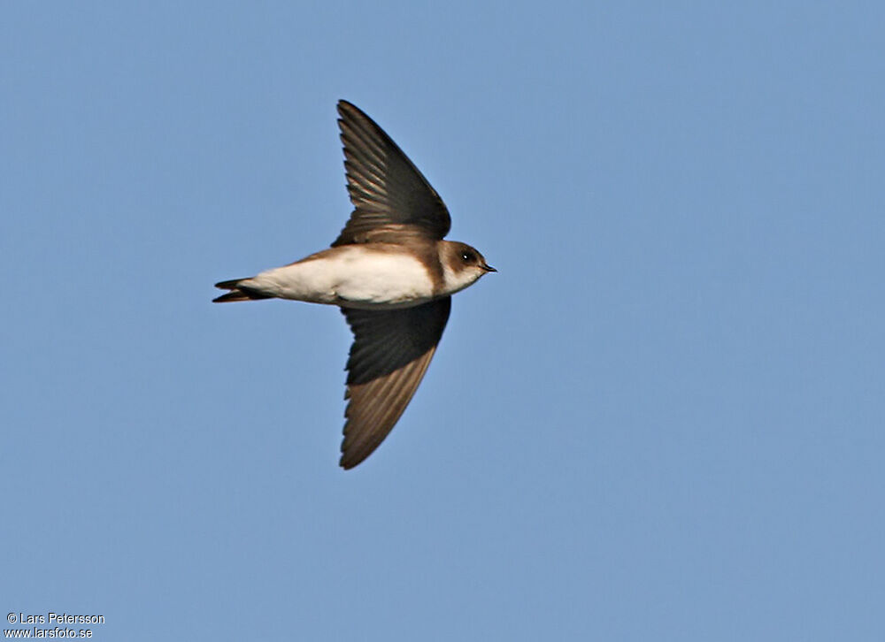 Sand Martin