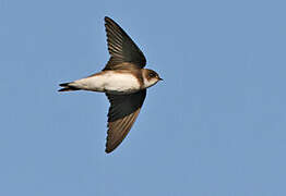 Sand Martin