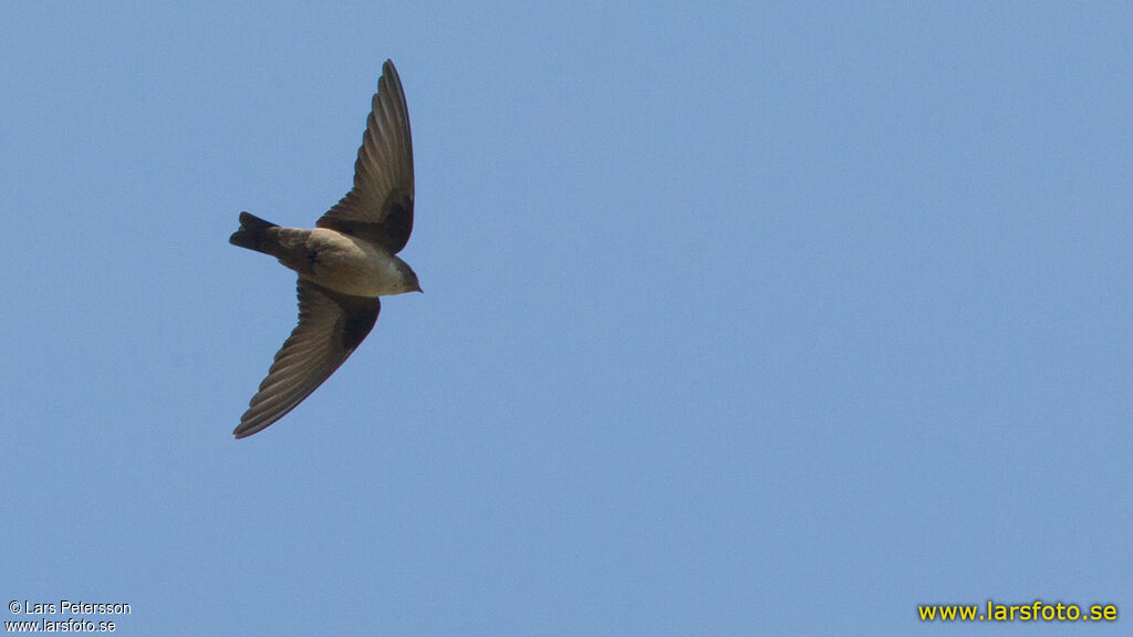 Eurasian Crag Martin