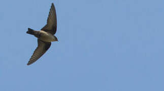 Eurasian Crag Martin